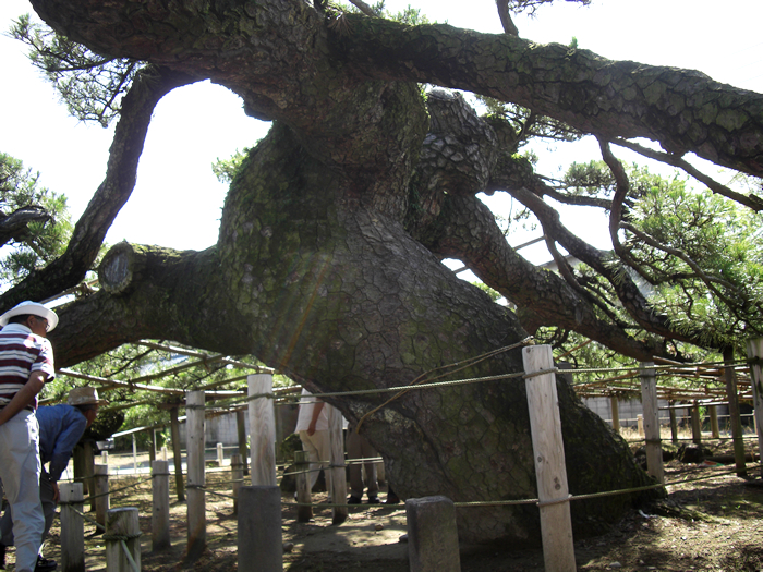 群馬巨木めぐり H24年7月 北関東盆栽組合