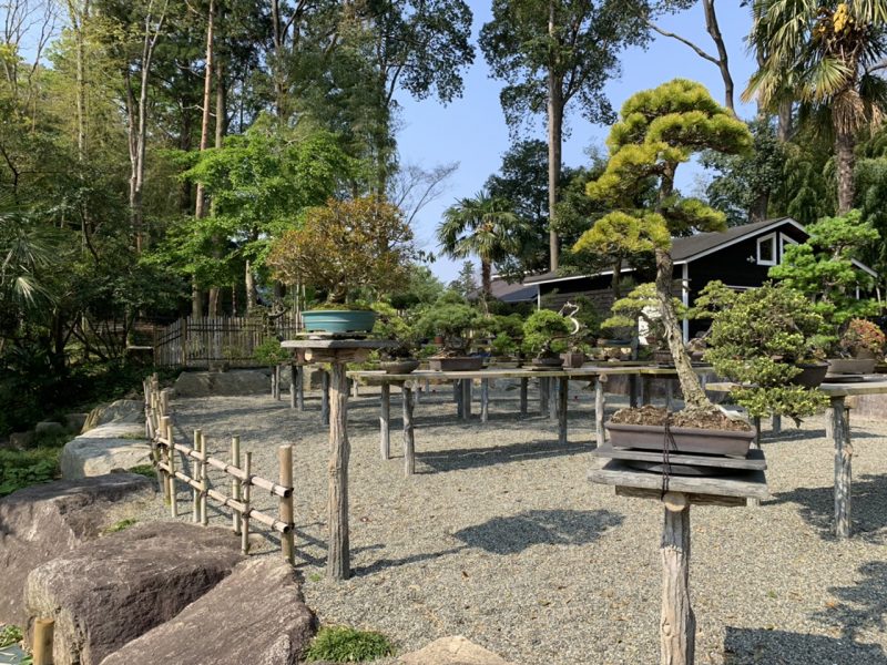 Tree House Bonsai