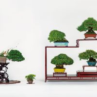 浅野 シズ子