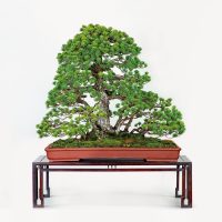 岩出 政雄
