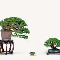 多田 愼吾