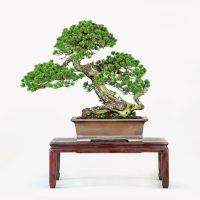 大柿 清