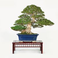 葉坂 勝