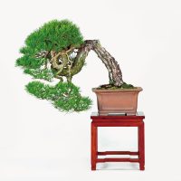 礒 一己