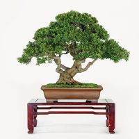 野崎 實