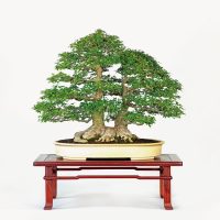 時田 春信