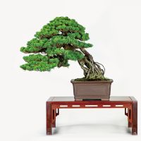 金子 一男