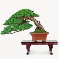 雨谷 実