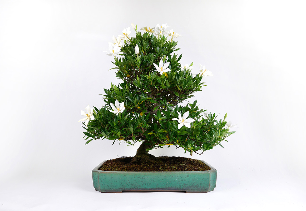 P1260633v2